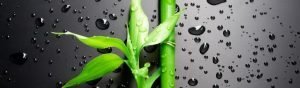 Bamboo plant.