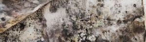Mold on mattress.