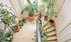 Bright stairwell filled with potted indoor plants arranged along the staircase, creating a lush indoor garden with abundant natural light.