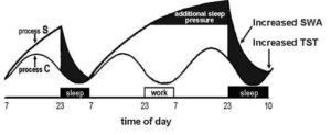 Scientific graph illustrating the two-process model of sleep regulation, showing Process S (sleep pressure) and Process C (circadian rhythm) across the day, with increased slow-wave activity (SWA) and total sleep time (TST) after prolonged wakefulness.
