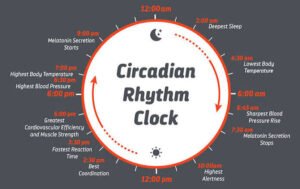 Circadian rhythm clock infographic showing the body's 24-hour biological cycle, including melatonin production, alertness, body temperature, blood pressure, and optimal performance times.