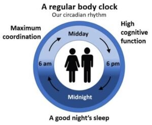 Infographic illustrating a regular body clock and circadian rhythm, showing the relationship between daytime alertness, cognitive function, coordination, and a good night's sleep over a 24-hour cycle.
